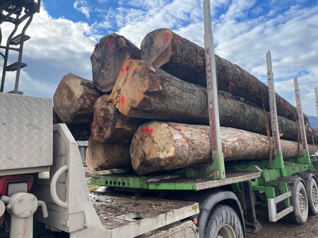 Hlod_dražba_Kočevski les4